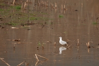 Larus ridibundus (Gabbiano comune)